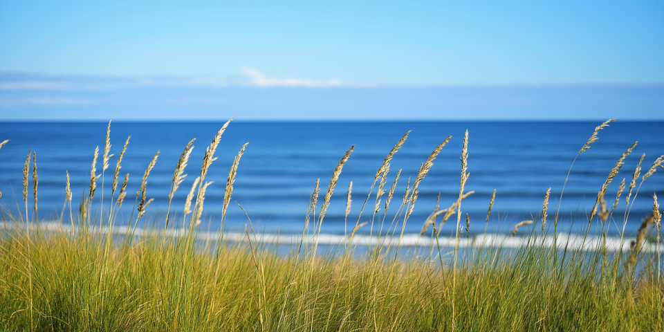 Grässtrån vid havet.
